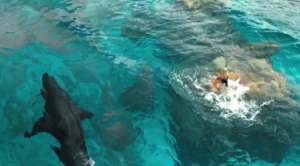 The Shallows 6